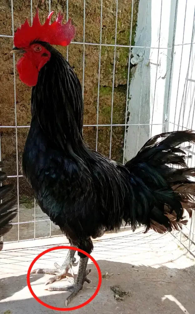Ayam jago unik jari 10