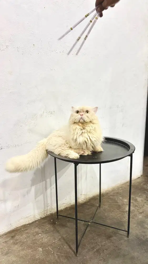Munchkin jantan longhair