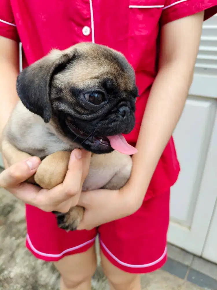 Puppy pug lucu kosongan