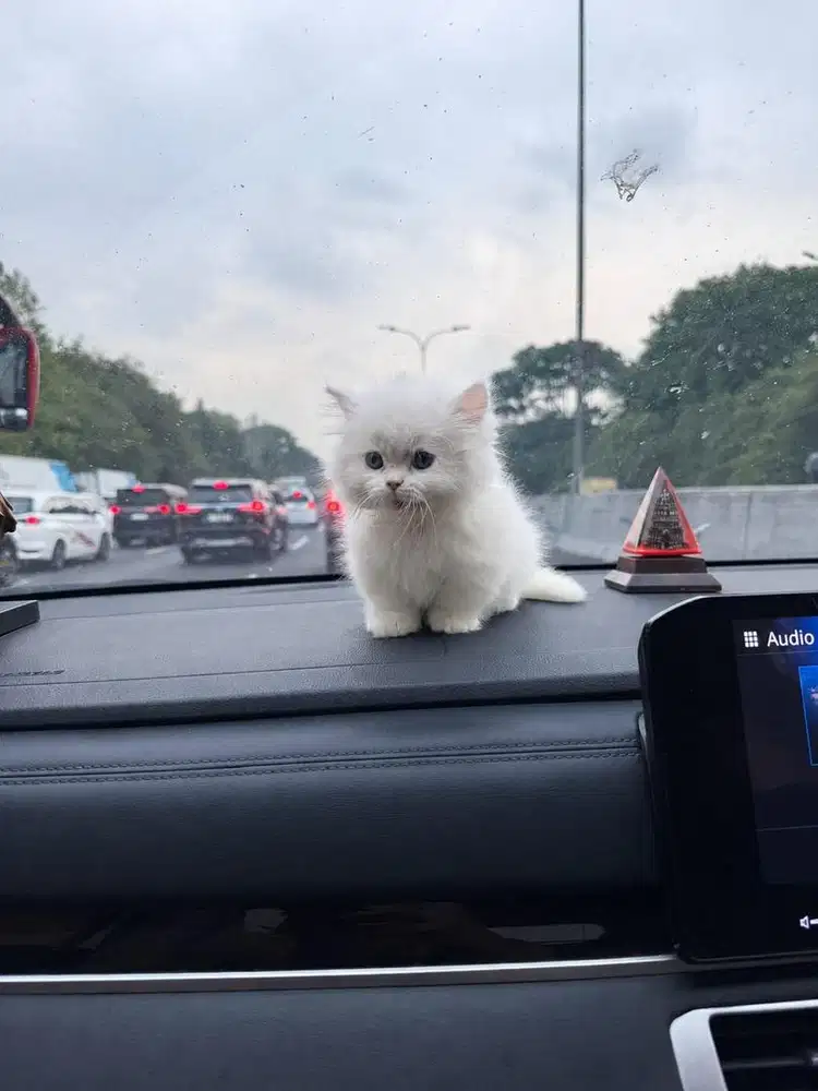 LA BU kitten kucing cebol munchkin jantan kaki pendek