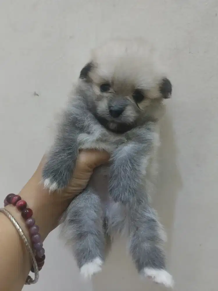 Dijual anjing asli minipom