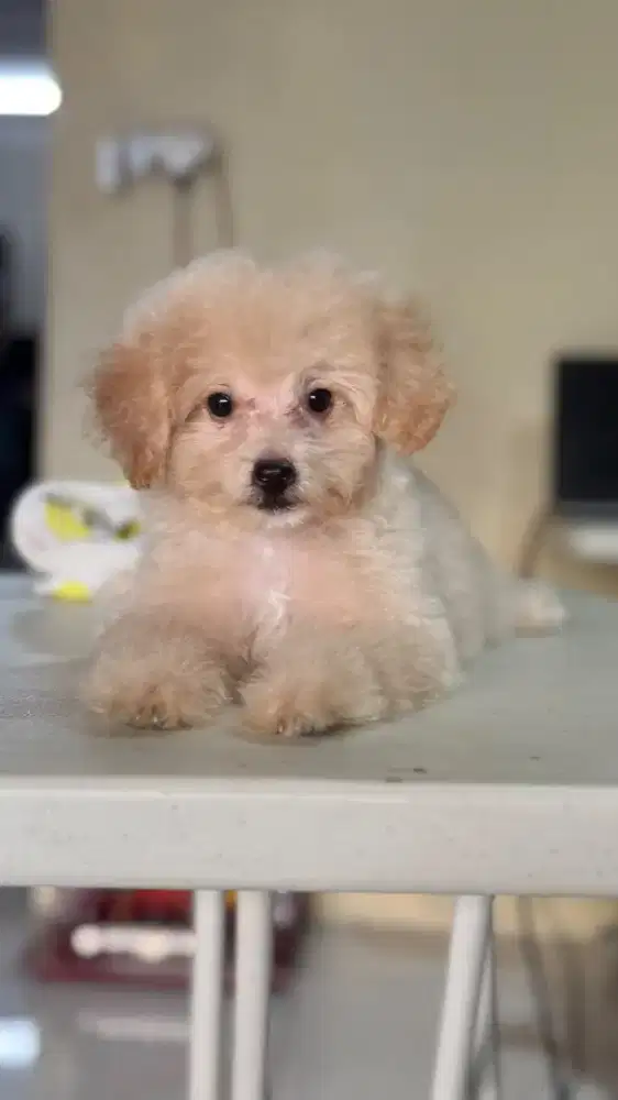 Toy Poodle Jantan Non-stambum