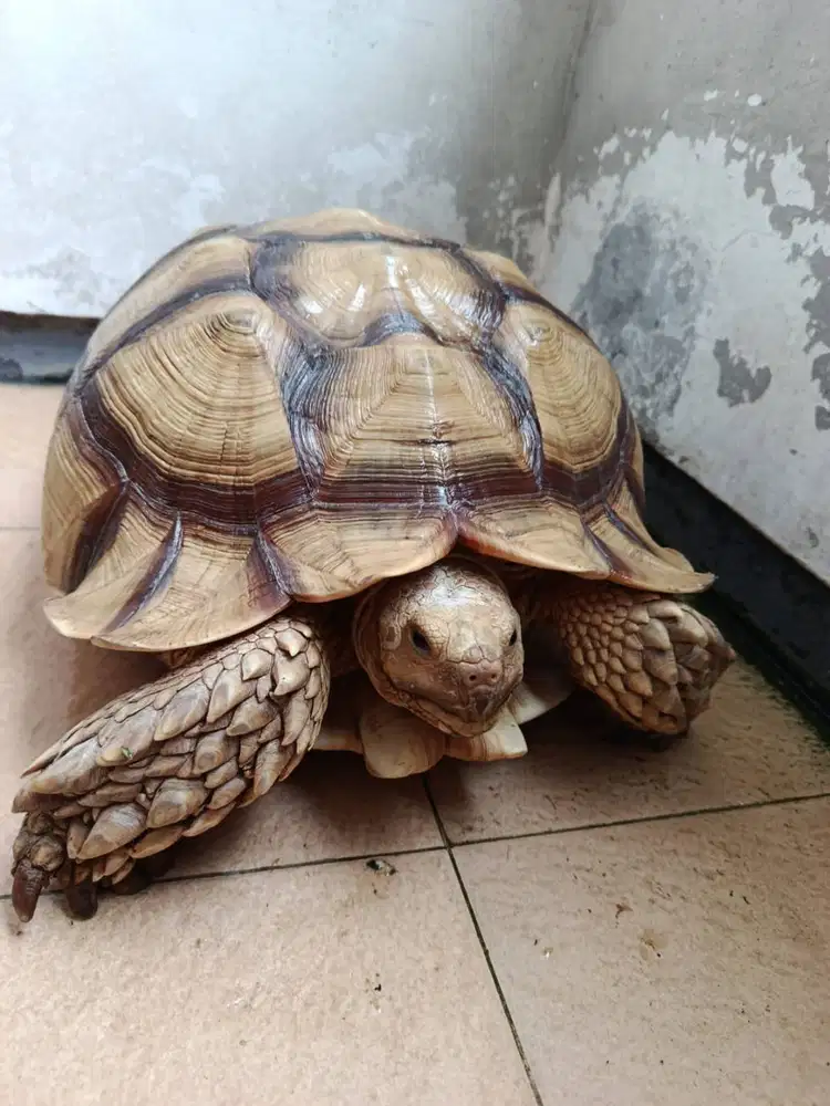 DIJUAL CEPAT KURA-KURA SULCATA JANTAN 4 TAHUN