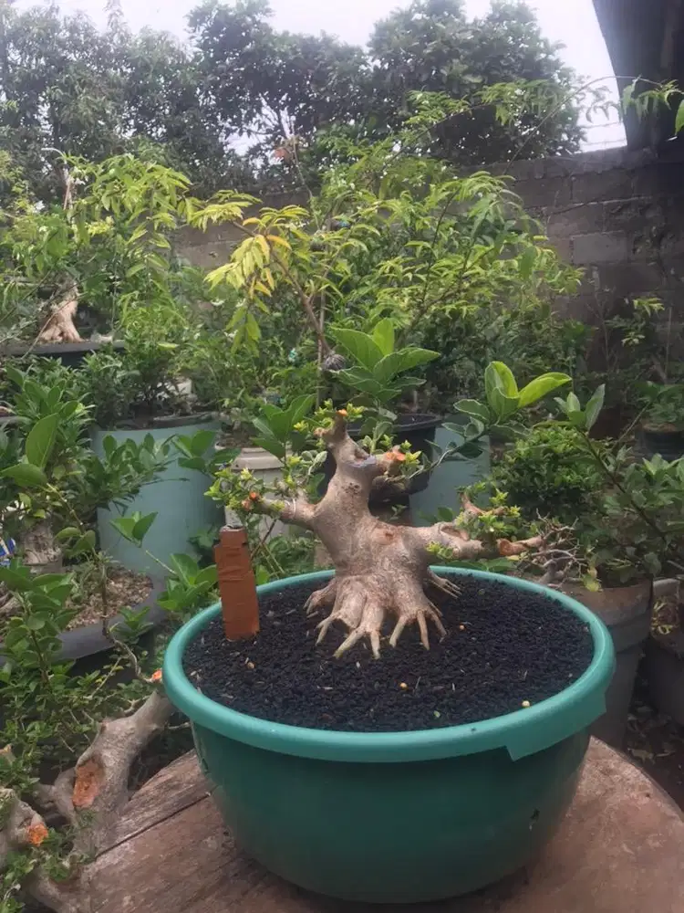 Bonsai Sancang.