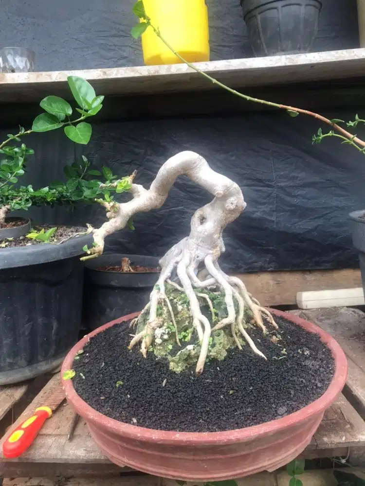 Bonsai Sancang.