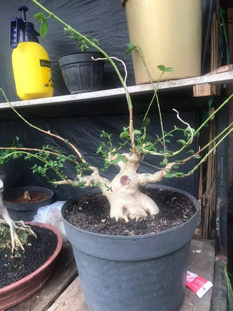 Bonsai Sancang.