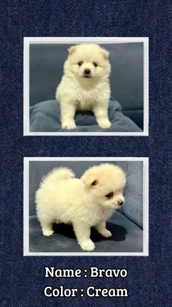 Jual 3  Ekor Anakan Mini Pomeranian Imut