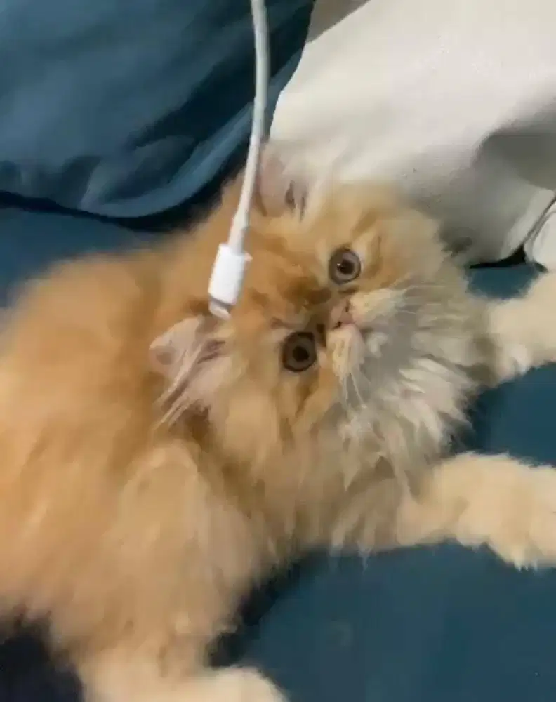 Kucing persia peaknose jantan 2,5 bulan