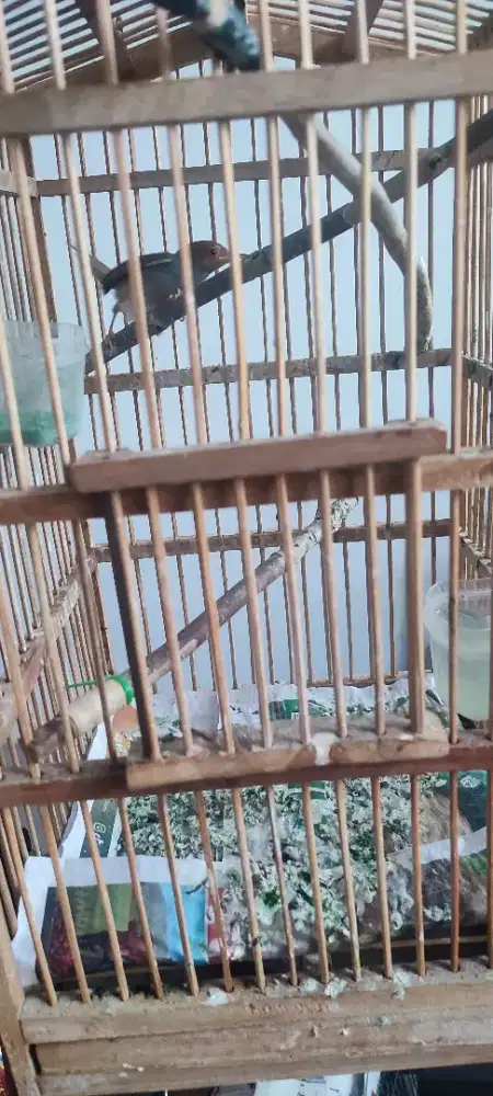 Prenjak klawu jantan voer bunyi