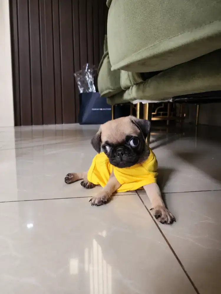 Jual anakan pug 2 bulanan
