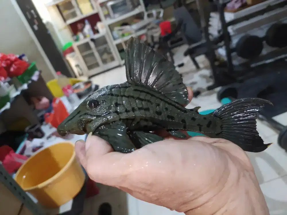 Pleco L191 17 cm