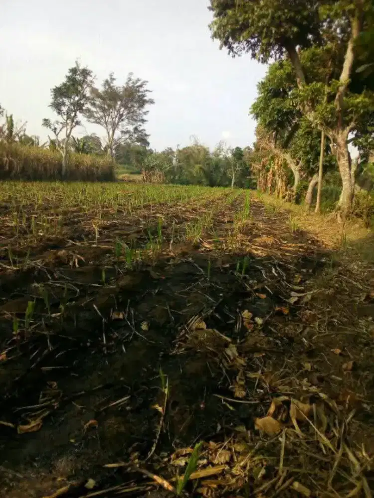 Di jual tanah lokasi desa Lang Lang Singosari