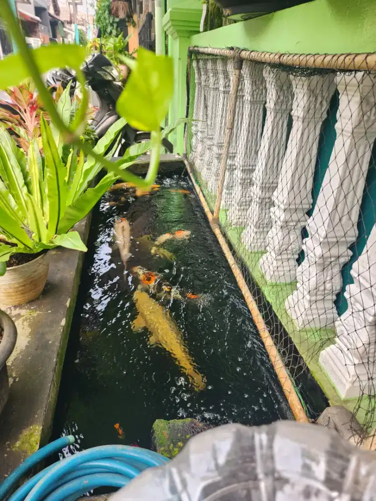 Jual Ikan Koi Blitar dan Import Serti