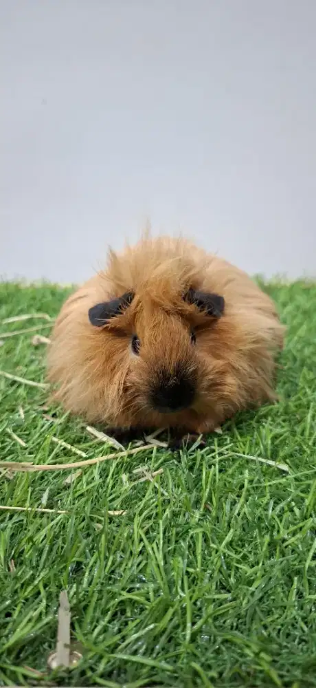 Marmut guinea pig california