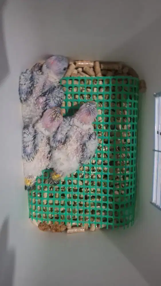 Burung Sunconure