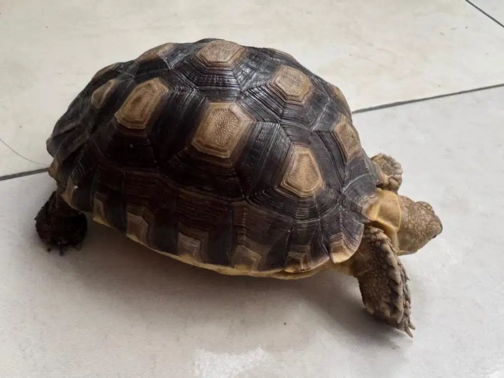 Sulcata 12cm sehat