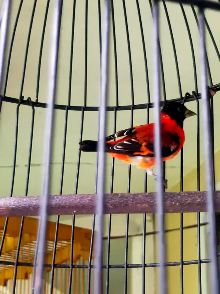 Jual Burung Siskin