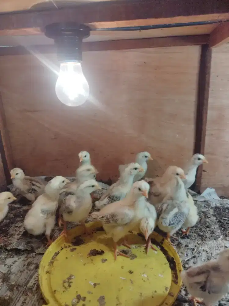Ayam Kub 2 janaka