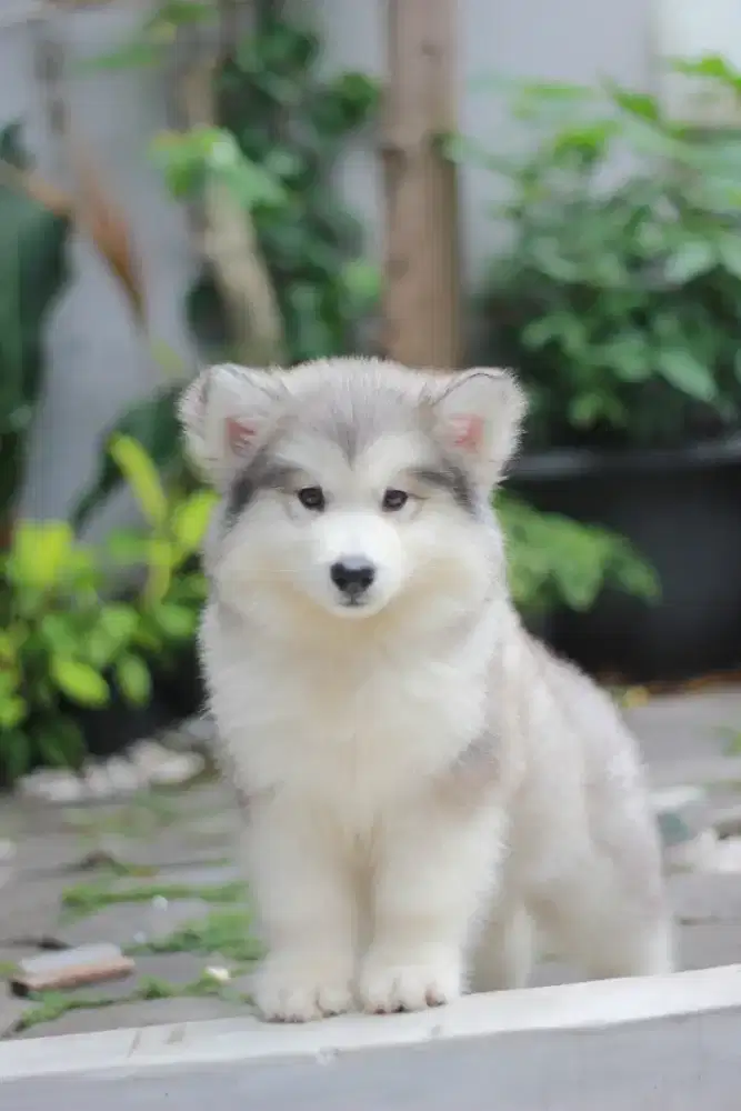 Alaskan Malamute Betina Puppy