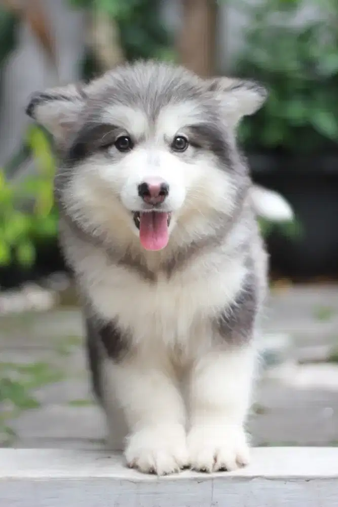 Puppy Alaskan Malamute Betina