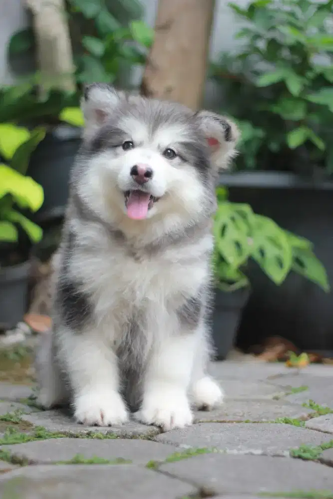Alaskan Malamute Puppy Betina
