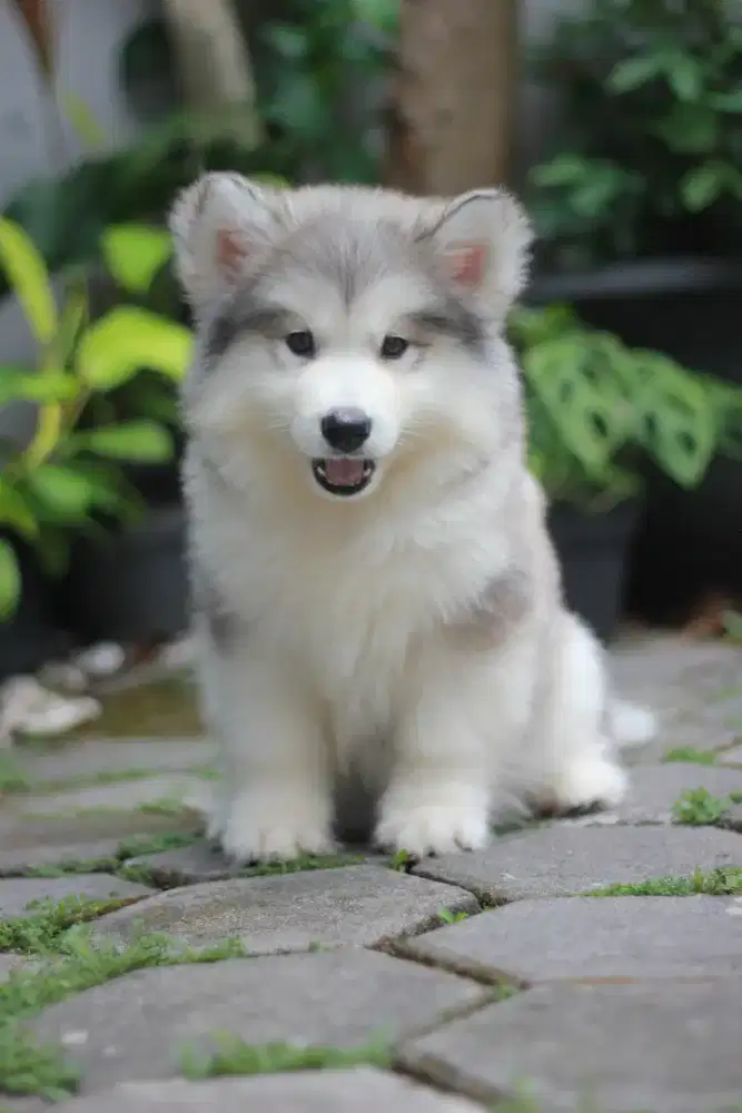 Alaskan Malamute Female Puppy