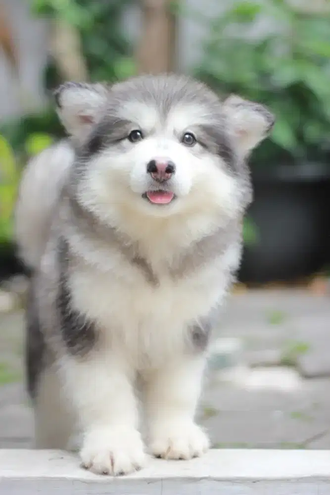 Alaskan Malamute Puppy