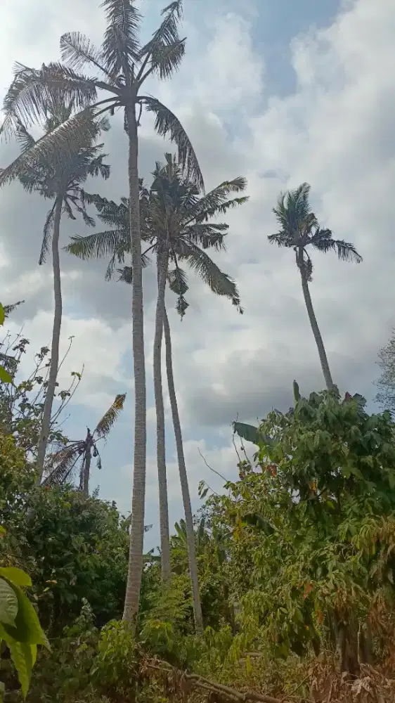 Pohon kelapa dan pohon kepopoh