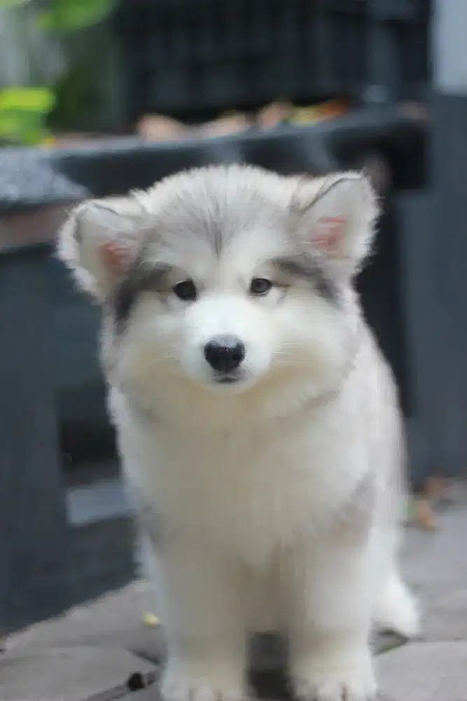 Puppy Alaskan Malamute Female