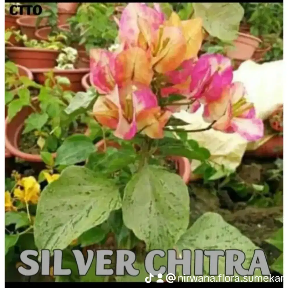 Bougenville Citra Silver