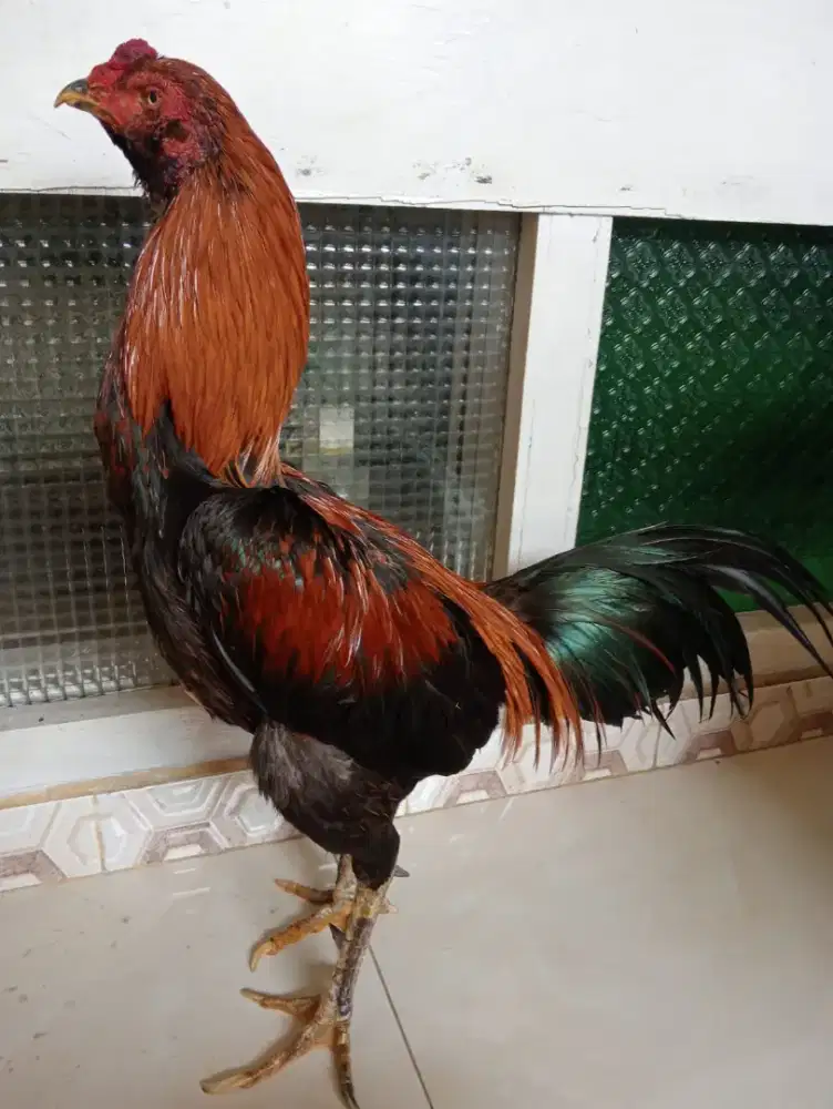 Ayam wiring galeh Bangkok mangon 1 urakan
