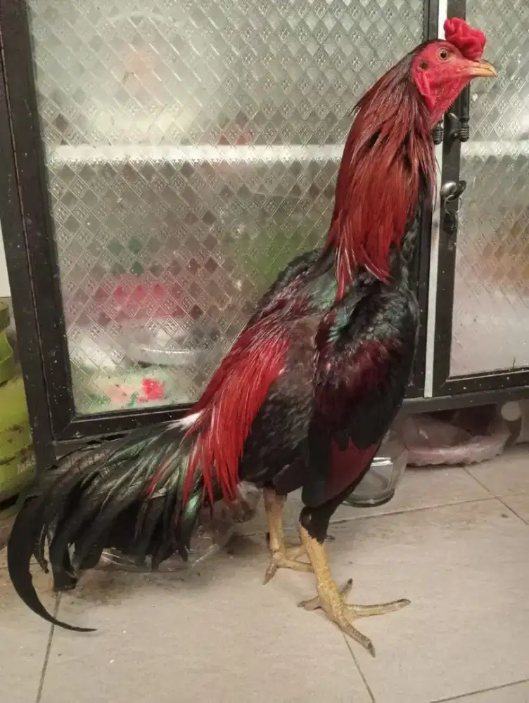 Ayam Mangon muda Abar 1x