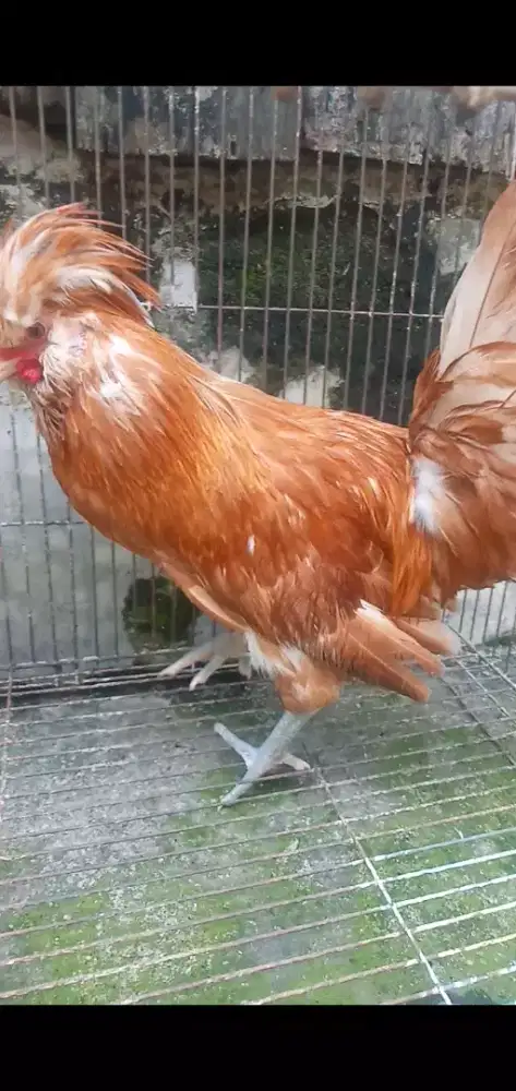 Poland chamois jantan