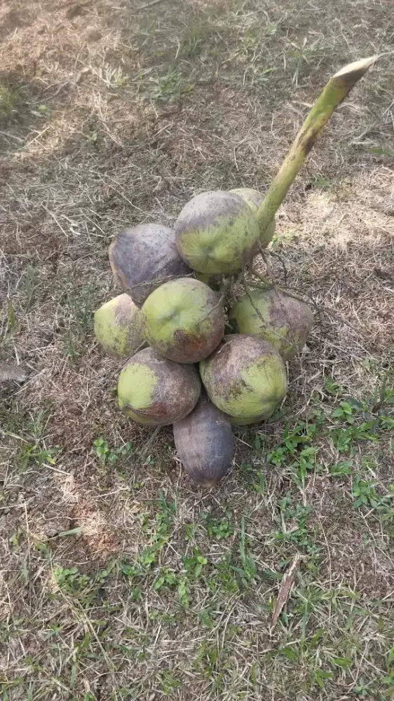 Tukang kupas kelapa