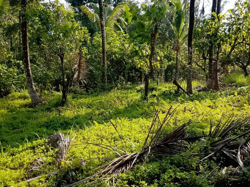 Dijual Lahan Murah Los Sungai dengan Lokasi yang Strategis