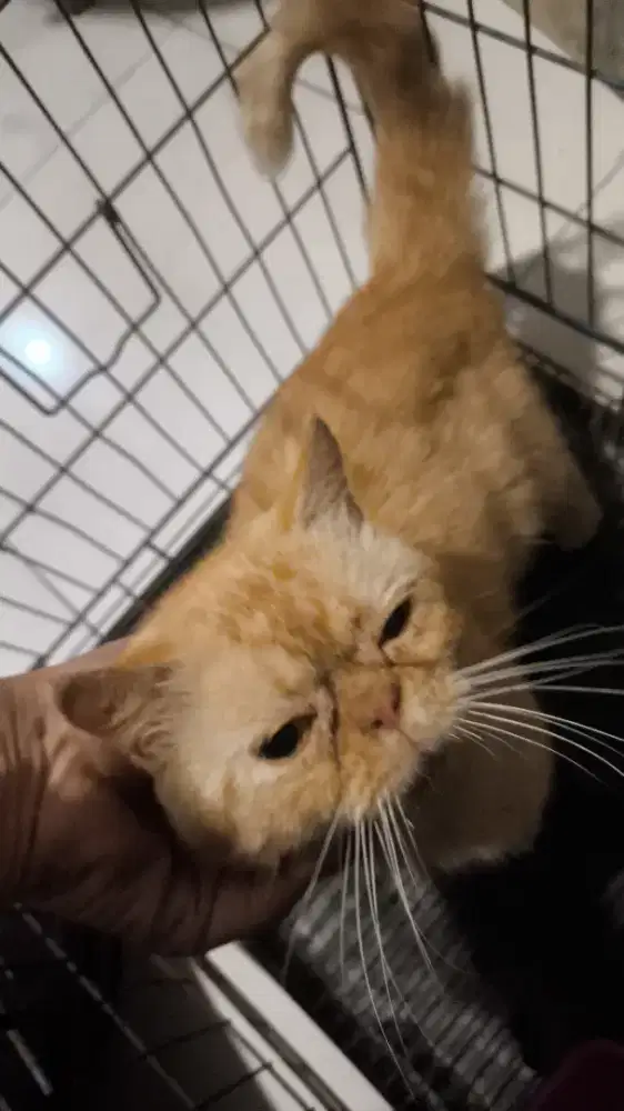 kucing peaknose jantan