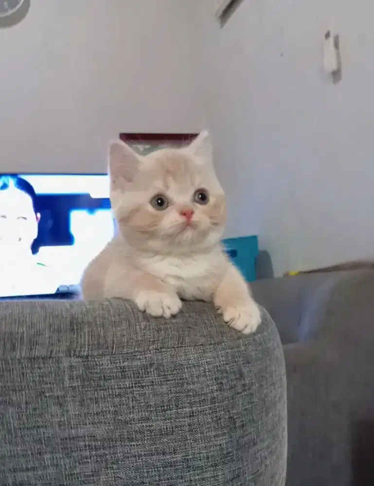 BRITISH SHORTHAIR / BSH