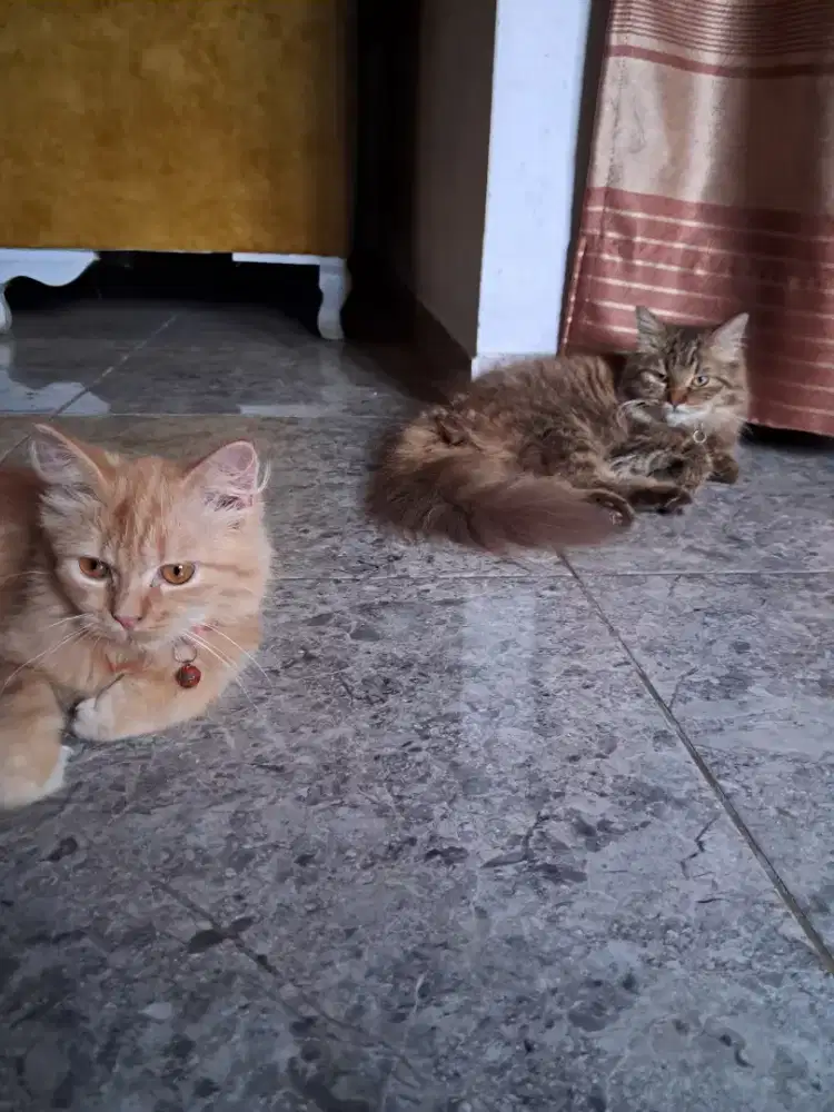 Lepas adopsi persia