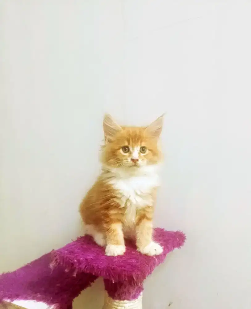 Kitten MaineCoon Betina Pure No mix. Induk ped Cfa Show Quality.