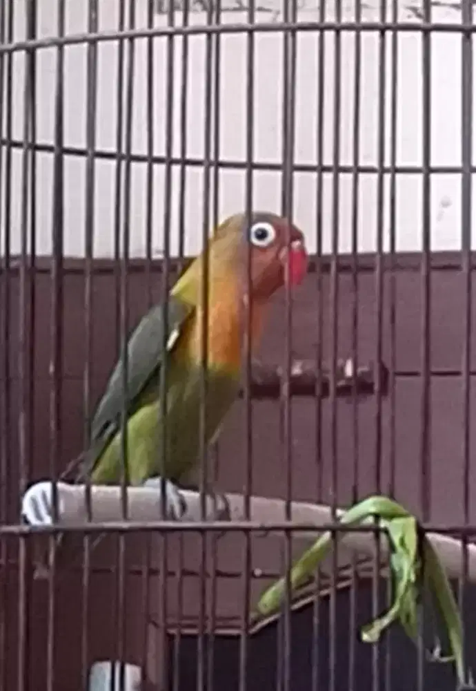 Di jual burung Lovebird paud usia 3 blnan nuktok nego
