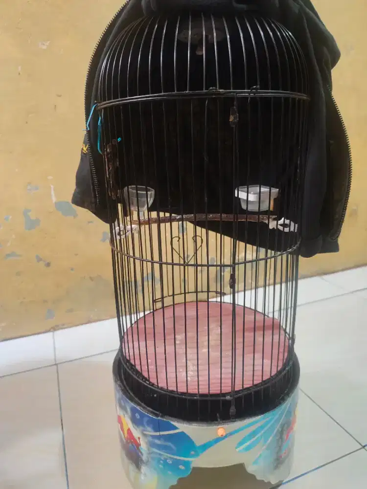 Kandang burung burcil
