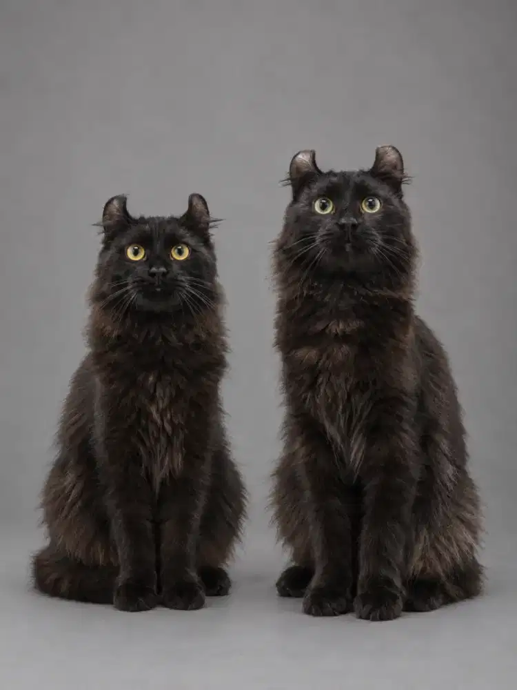 Kucing american curl / kitten acl / American curl / curl