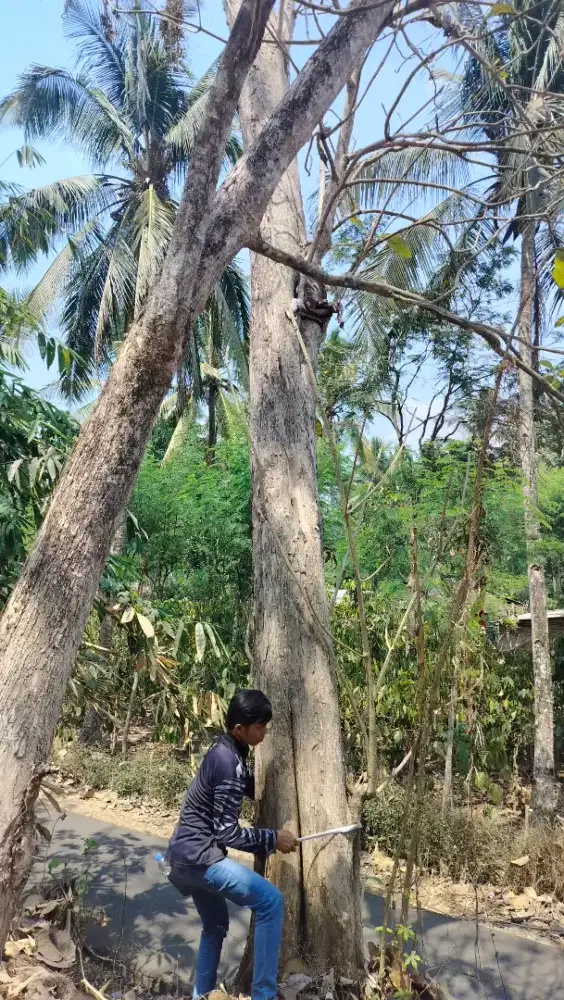 Pohon jati tua usia lebih 30 thun