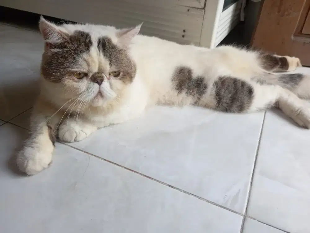 Kucing Peak Nose
