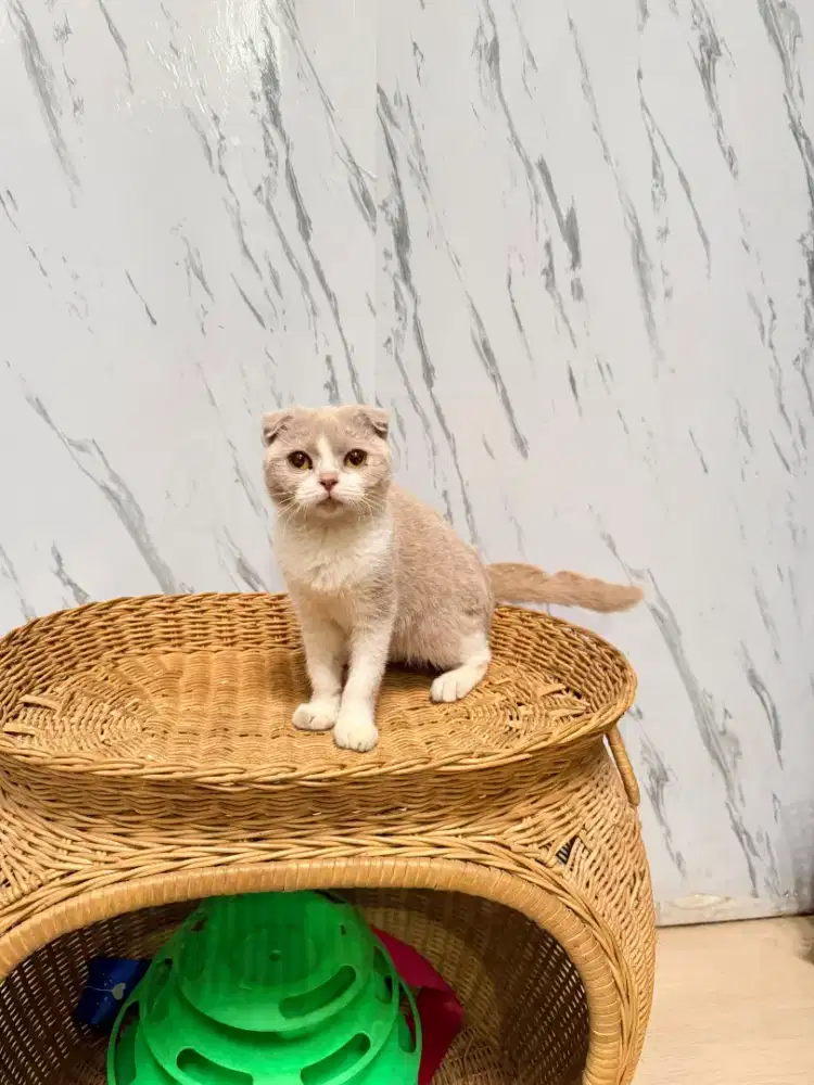 British Scottish fold