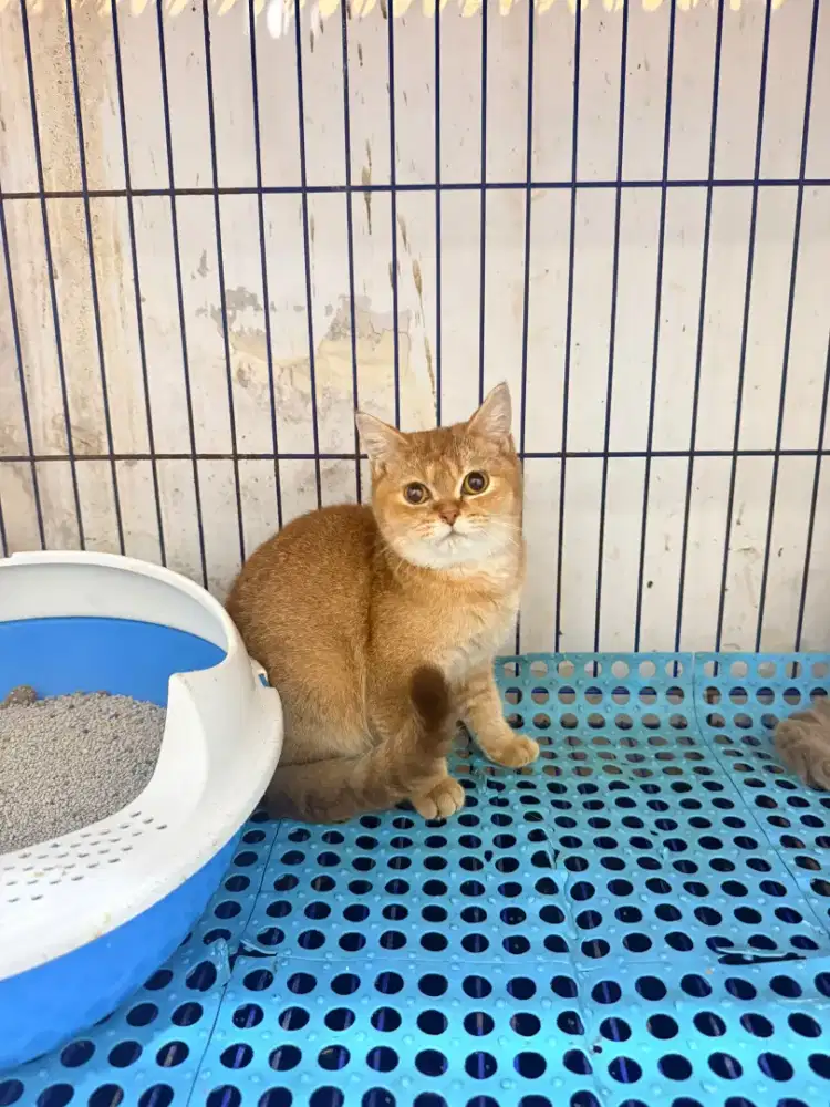 British shorthair golden