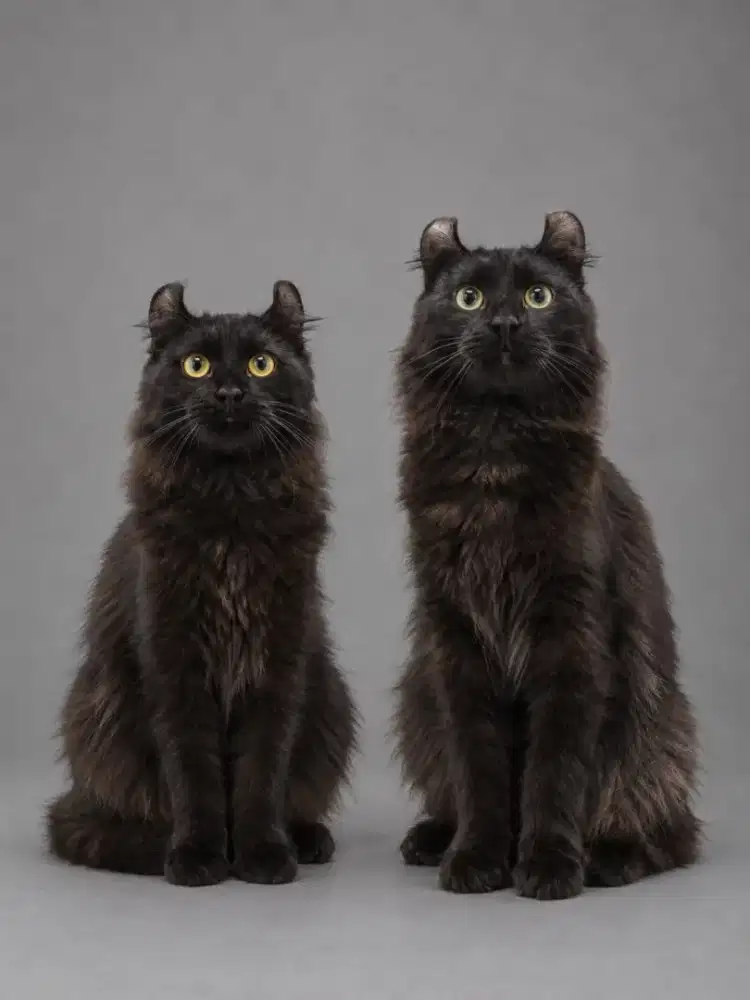 Kucing american curl / kitten acl / American curl / curl