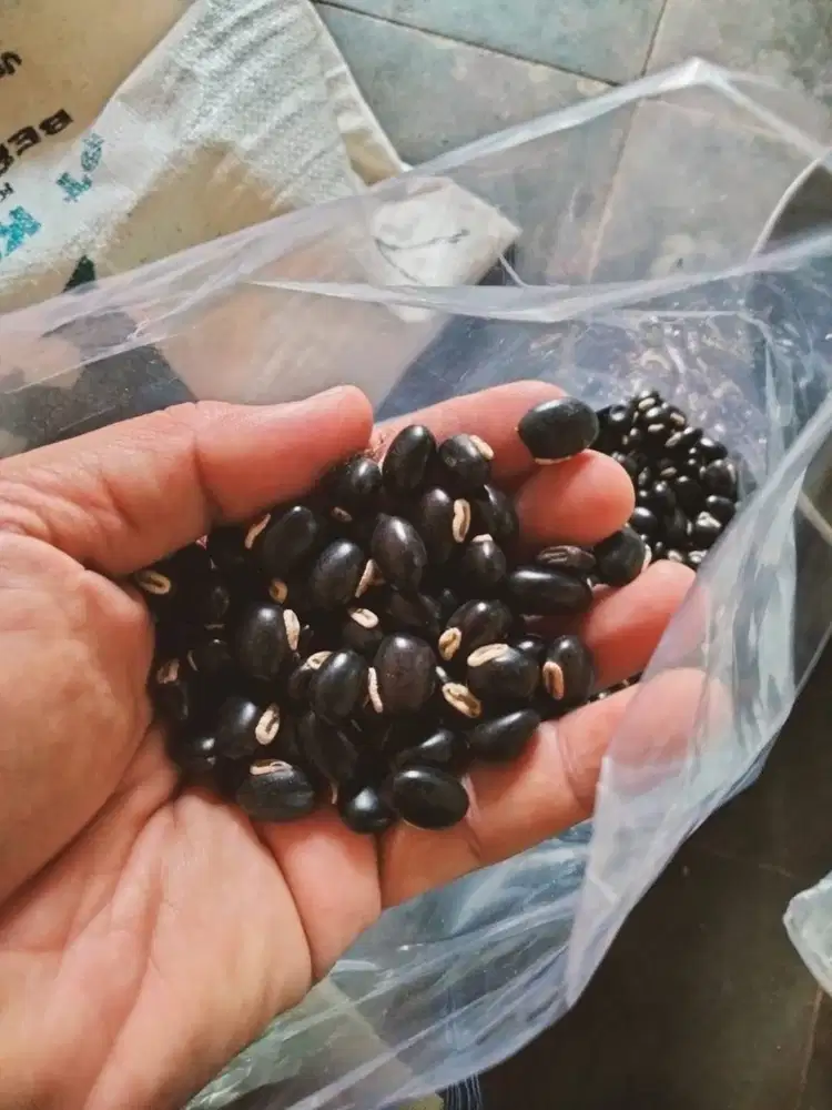 Jual Benih MB Mucuna Bracteata LCC untuk Sawit & Reklamasi Tambang