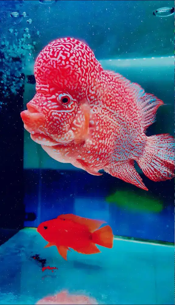 Jual ikan louhan Golden Base  Kanfa import