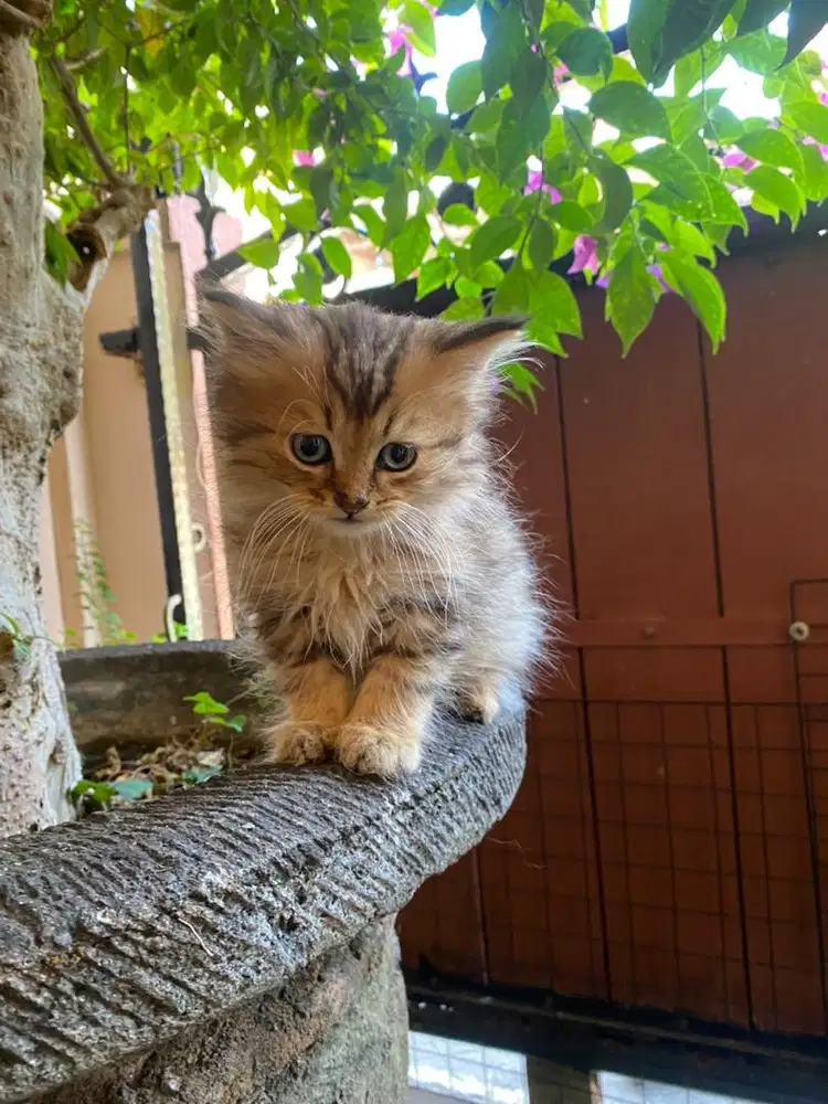 Kucing British Shorthair Mix